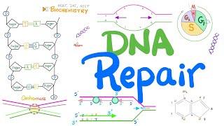 How DNA Repairs Itself (Proofreading, Oncogenes, Tumor Suppressor Genes, Mismatch, Excision Repair)