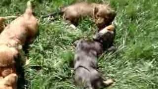 Dachshund puppies playing!!!