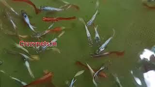 Highbreed Guppy Wholesale  - Mixed Guppy Wholesale Fish Farm Kerala Guppy Pairs