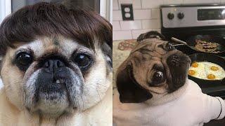 Funniest & Cutest Pug Puppies #1