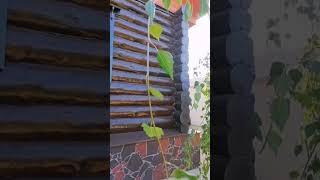Берёза Юнги во всем великолепии! ⭐️Betula pendula Youngii️