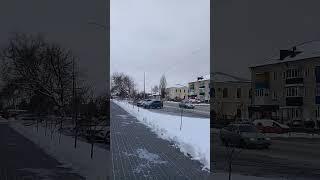 Зимний Урюпинск.Сосны в городском сквере.Снег на улице Красноармейской.21 ноября 2023г.