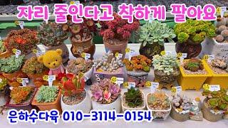 250624#은하수다육 블랙캐시미어 크리스탈철화 아놀드 백소정 릴리패드 레몬로즈금 매금장미 흑사금 온슬로우 아르제