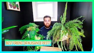 HOUSE PLANT FERN COLLECTION - 2019 (one of my favorite plants)