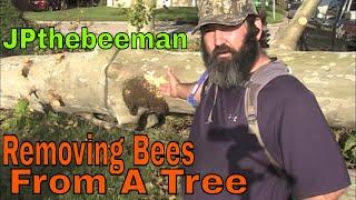 Honey Bee Colony Removed From Sycamore Tree