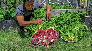 Making the best Filipino preserved with ingredients from our garden harvest