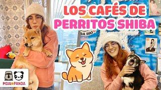 QUÉ PIENSA MI ESPOSO CHINO DE LAS MASCOTAS? - VAMOS A UN CAFÉ DE PERRITOS SHIBA EN CHINA