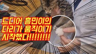 Korean psychopaths cured a paraplegic cat.