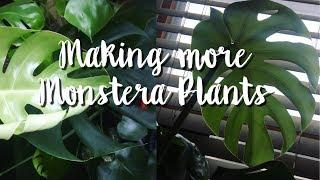 HOW TO PROPAGATE monstera deliciosa  /