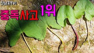 곰취나물 VS 동의나물 초보자 마스터 구분 구별 방법~  산나물 중독사고 곰취 동의나물독성 산남자 약초 나물 버섯 산행 항암 자연 건강 !