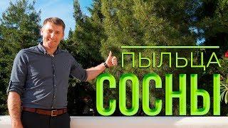 Пыльца Сосны | Крымский центр оздоровления Неумывакина