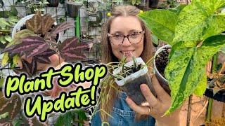 The Pink Trellis Plant Shop Update | Biggest Update Yet | Hoya Syngonium Begonia & more