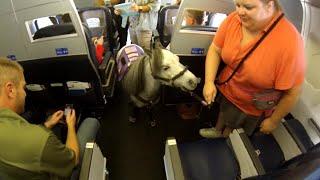Miniature Horse Named ‘Flirty’ Takes Commercial Flight