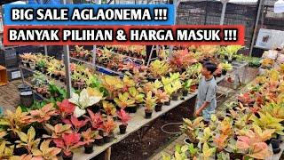 Big Sale Aglaonema !!!, Banyak pilihan & harga masuk !!!