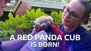 A Red Panda Cub Has Been Born! | Inside The Zoo | BBC Scotland