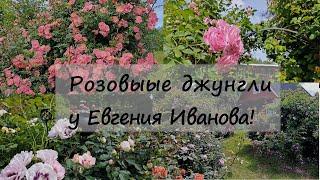 Розовые джунгли в саду у Евгения Иванова! А нам и не снилось!!! 1 часть. Северо-Западный регион.