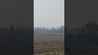серый гусь