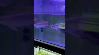 Baby super red arowana
