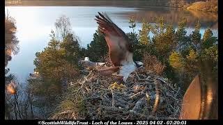 02 April 07 20 ~ NC0 flaps and mantles excitedly, flies off ~ ©️ScottishWildlifeTrust Lowes