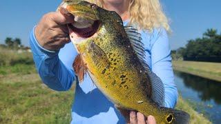 Nice Peacock after knot in line