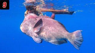 Berburu Ikan Raksasa Di Pulau Lifmatola Maluku Utara || Spearfishing Indonesia