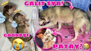 I’m So Sorry Malia | Siberian Husky Giving Birth | Husky Pack TV