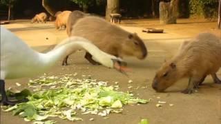 Capybara funny videos with animals in 2016