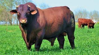 Santa Gertrudis Cattle | An American Original