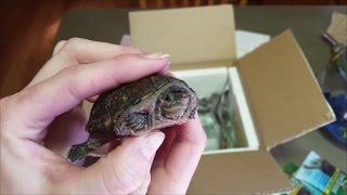 Turtle Unboxing 2- Musk Turtle Facts!