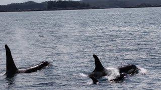 Crossing the notorious Hecate Strait - Cruising Sea Venture - EP 8