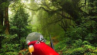 Красный попугай мем вьетнам