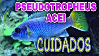 Cuidados del Pseudotropheus acei