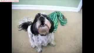 10 Funniest Shih Tzu Videos