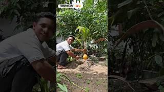 I Never Seen.!small Tender Coconut! white flesh Drink! #shorts