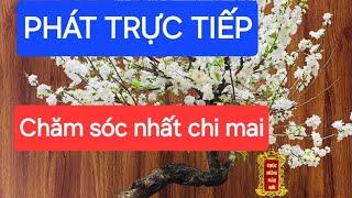 KỸ THUẬT HOA VÀ CÂY CẢNH đang phát trực tiếp! Chăm sóc nhất chi mai (nhị độ mai)