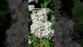 #природа_россии #подпишись #заповедник #природа #прогулка #красотавокруг #цветы #красиво #ценности