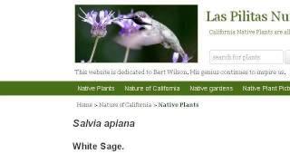 White Sage Facts