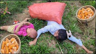 Linh Đan Bring home a bumper corn harvest