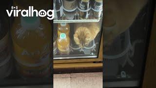 Bodega Cat Chills Out || ViralHog