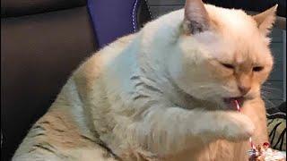 Funny chubby cats ~~Chonky cats -can’t stop laughing