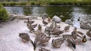 feeding ducks in a park