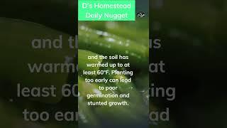 D’s Homestead Daily Nugget of information. #dshomestead #homestead #homesteading #march31challenge