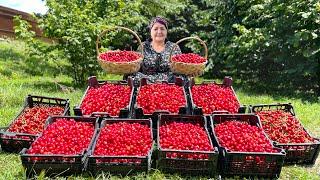 Grandma Harvesting 80 kg of Cherries and Made Jam - You Can Store These for a Year!