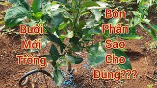 Bưởi Da Xanh Mới Trồng: Bón Phân Sao Cho Đúng??? Nông Nghiệp Xanh