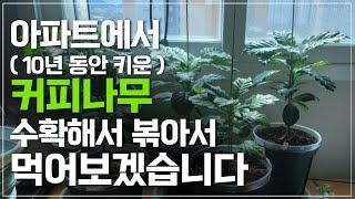 아파트에서 무려 10년 동안 키운 커피나무, 수확해서 볶아서 먹어보겠습니다ㅣ곰지훈 APT EDITION.