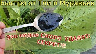 Как избавиться от Тли и Муравьев БЫСТРО! Взял ДОМА ЭТО...