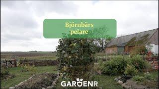 Björnbärspelare - Trädgårdshacks med GardenR