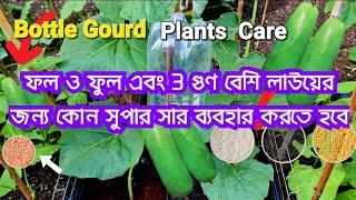 How to care for gourd plants to get high yield | Shoukher Bagan UK 2023