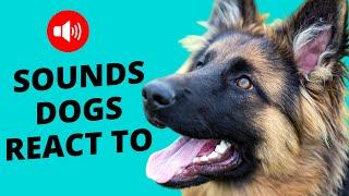 Sounds dogs react to  How does your dog react? 