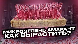 Как посадить и вырастить микрозелень амарант?! Технология выращивания микрозелени - бейбилиста!